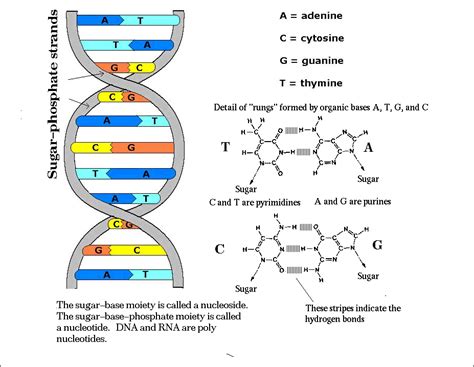 Diagram Of A Dna Molecule