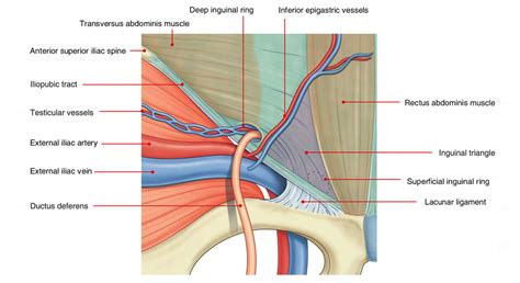 Inguinal Triangle (Hesselbach’s Triangle) – Earth's Lab