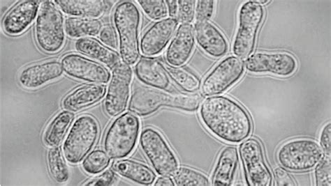 Fungal Cell Under Microscope