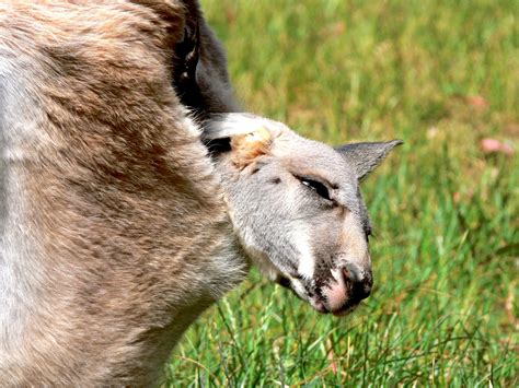 Baby Kangaroo In Pouch Free Stock Photo - Public Domain Pictures