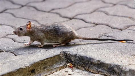 Rat disease: World's first human case discovered in Hong Kong - CNN