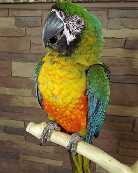 Miligold Macaw - These hybrid macaws are the offspring of a Miltary ...