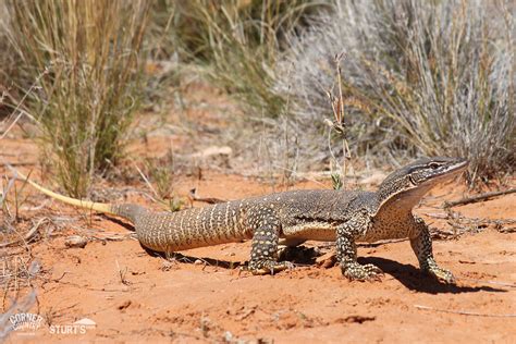 Wild Desert Landscapes | Visit Corner Country