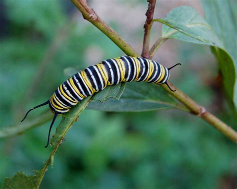 File:Monarch Butterfly Danaus plexippus Caterpillar 2000px.jpg - Wikipedia