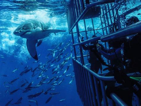 The World's Best Places to Shark Cage Dive - Bluewater Dive Travel