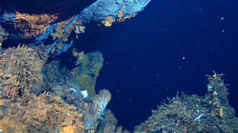 Deep-Sea Mining on Hydrothermal Vents Threatens Biodiversity | The Pew ...