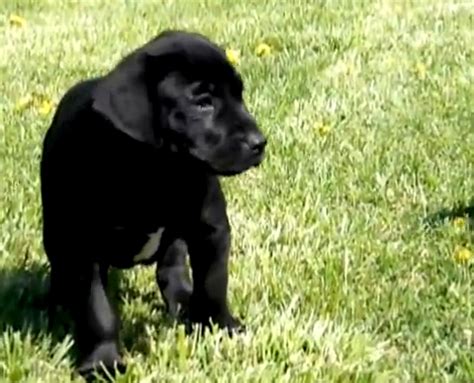 Canis Panther Info, Temperament, Puppies, Pictures