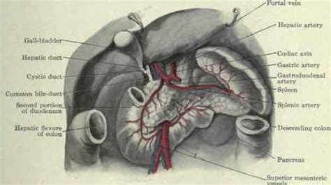 Spleen And Pancreas Location