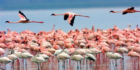 Lake Nakuru National Park - Amazing Memories Safaris