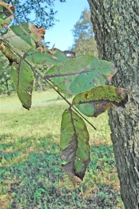 pecan tree leaves turning brown - Big Picture Profile Miniaturas