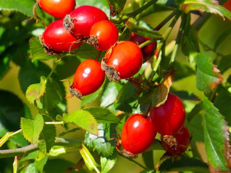 Infusión de rosa mosqueta ¡Beneficios y Propiedades! 【2019】