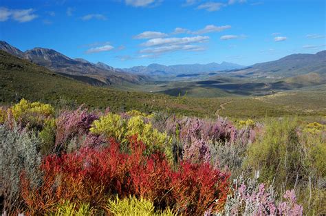 Fynbos in South Africa: Vibrant Plant Life and Scenic Mountains