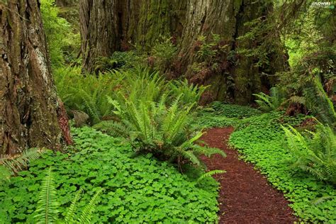 fern, forest, Path - Flowers wallpapers: 2000x1333