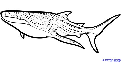 Whale shark clipart 20 free Cliparts | Download images on Clipground 2024