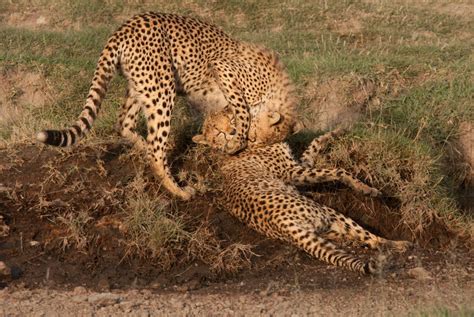 Two weeks in Tanzania: A morning with Cheetah cubs