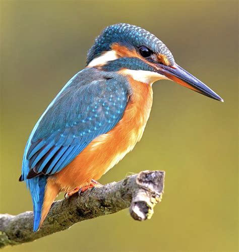 17+ Kingfisher Bird Hd Images Pictures - Wallpaper HD Collections