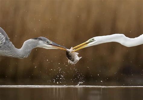 🔥 A grey heron vs. great egret 🔥 : r/NatureIsFuckingLit