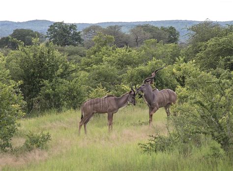 4 Days – Ruaha National Park Safari | Wonders of Creation Tours