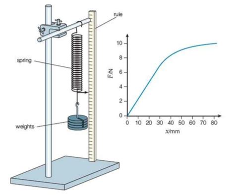 Physics Lab Report: Hooke's Law - 883 Words | Report Example