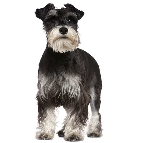 Miniature Schnauzer Dog Breed: Profile, Personality, Facts