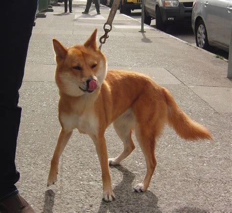 Korean Jindo Info, Temperament, Care, Training, Puppies, Pictures