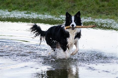 When Do Border Collie Puppies Ears Stand Up