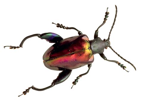 Beetle Bug PNG | PNG Mart