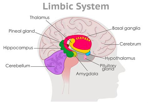 Limbic System