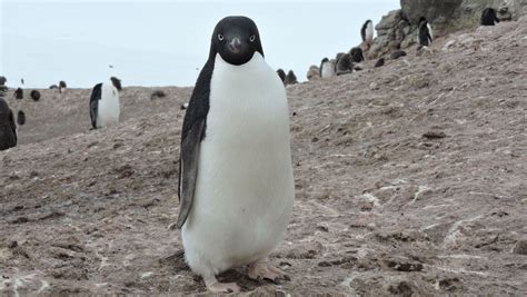 Animals, plants threatened by decreasing Antarctic ice