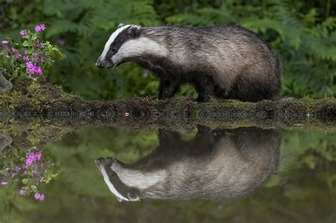 Badgers Animal - History, Facts, And Personality Traits