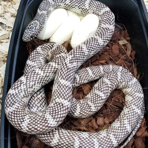 Top 15 King Snake Morphs (With Pictures) - ReptileHow.com