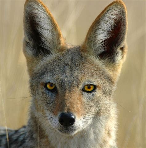 Jackal. This is a close up of a jackal in Namibia south Africa, he was ...