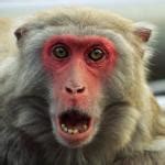 Surprised Monkey Meme Generator - Imgflip