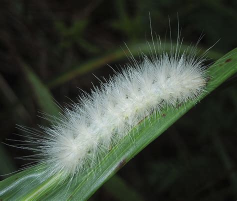 Virginian Tiger Moth Caterpillar (8137) photo - lejun photos at pbase.com