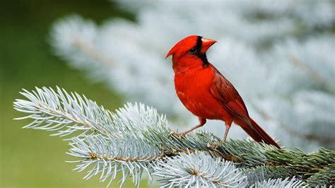 Birds Wallpapers | Best Wallpapers