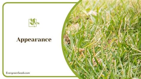 Creeping Red Fescue Pros and Cons: What You Need To Know - Evergreen Seeds