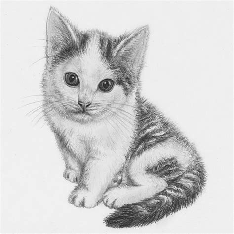 drawing kitten - Google Search | Cat sketch, Kitten drawing, Cat drawing