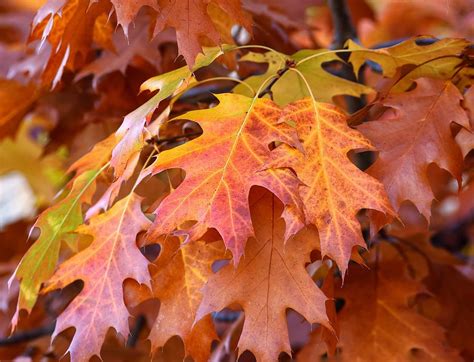 Oak Tree Fall Leaves