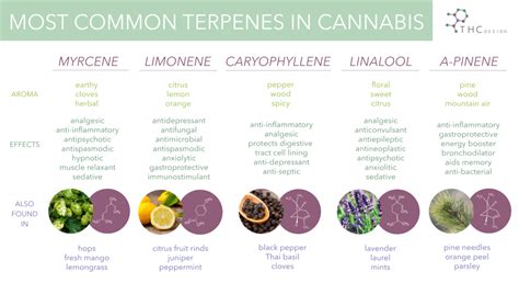 What Does Weed Smell Like: Most Common Marijuana Flavors