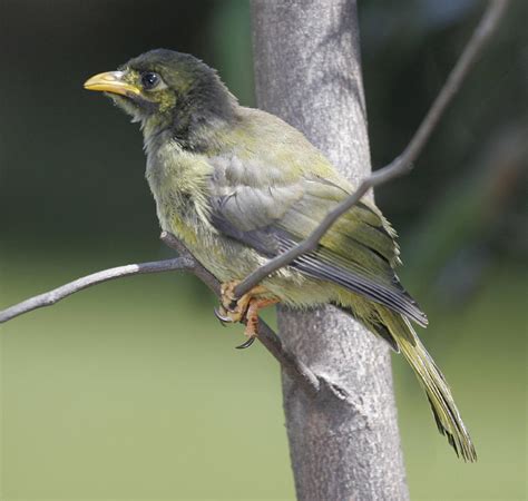 Bellbird Photograph by Masami Iida