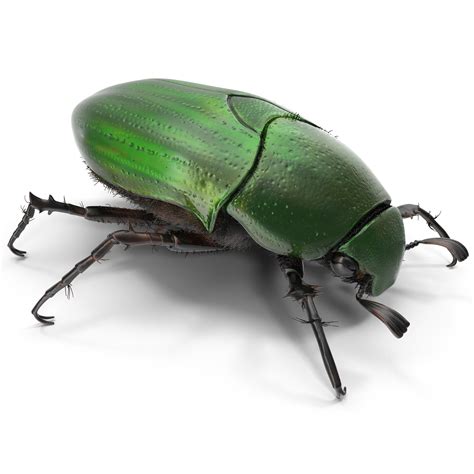 3ds max green scarab beetle