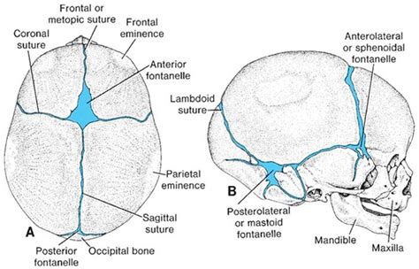 Development of Skull - DEVELOPMENT OF HUMAN SKELETAL SYSTEM