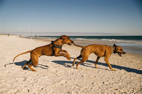 Dog-Friendly Pensacola Beach Guide: Pet-Friendly Stays