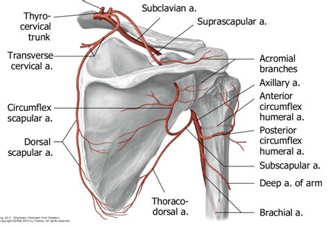 Blood Vessels of the Upper Limb Flashcards | Easy Notecards