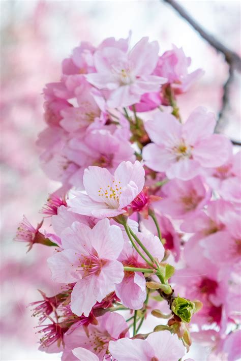 Pink Cherry Blossom | High-Quality Nature Stock Photos ~ Creative Market