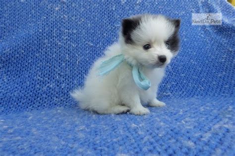 Blue: Pomeranian puppy for sale near Los Angeles, California ...