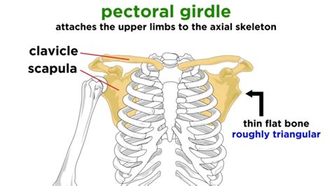 Pectoral Girdle Diagram