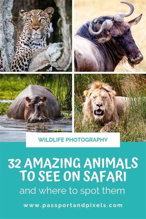 African Safari Animals - 32 Amazing Beasts To See In Africa