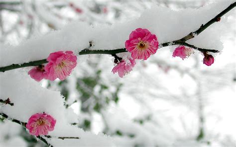 Winter Flower Wallpaper - GAMBAR BUNGA