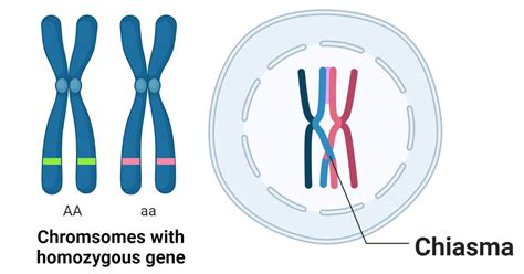 Chiasmata- Definition, Formation, Structure, Significances